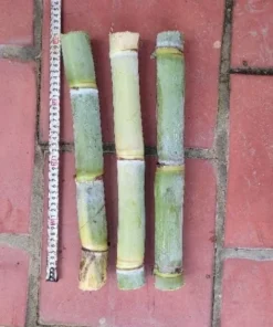 2 Green Sugarcane Cuttings 8-10 Inch Long Sugar Cane Cuttings with 2 Nodes for Gardening and Propagation
