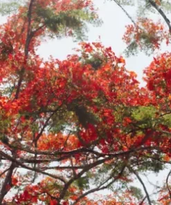 20 BEE TREE SEEDS (Euodia danielli) RARE, Tetradium - Superior Honey