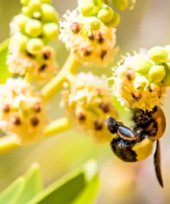 20 BEE TREE SEEDS (Euodia danielli) RARE, Tetradium - Superior Honey