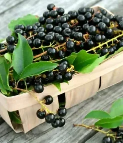 20 BLACK CHERRY SEEDS | SWEET EDIBLE FRUIT | USA Native Tree (Prunus serotina)