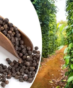 20 Black Peppercorn (Piper nigrum) Vine Seeds, Medicinal