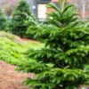 20 Chinese Douglas Fir, Christmas Tree Seeds (Pseudotsuga sinensis)