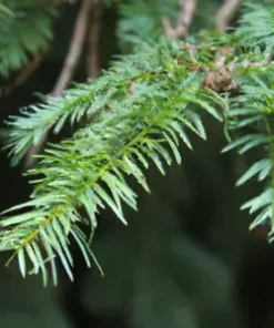 20 Chinese Douglas Fir, Christmas Tree Seeds (Pseudotsuga sinensis)