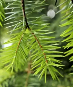 20 Chinese Douglas Fir, Christmas Tree Seeds (Pseudotsuga sinensis)