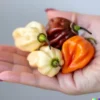 20+ Habanero Pepper Rainbow Mix Seeds | HOT Color Blend, Non-GMO Vege,