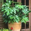 20 Japanese Aralia (Fatsia japonica) Seeds | Indoor Potted or Border Plant
