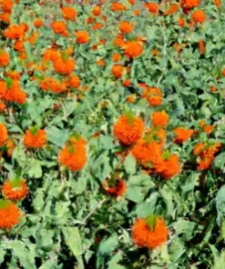 20 Klip Dagga Seeds | Leonotis Nepetifolia Lions Ear, Orange Flower, Garden Herb