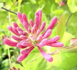 20 Pink Honeysuckle Seeds (L. hispidula) | Flowering Vine, Climbing Flower Shrub