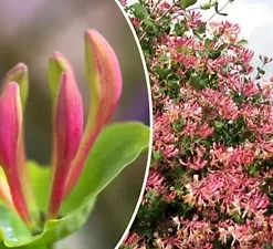 20 Pink Honeysuckle Seeds (L. hispidula) | Flowering Vine, Climbing Flower Shrub