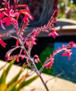 20+ RED YUCCA SEEDS (Hesperaloe parviflora) Hummingbird & Butterfly Flower Plant