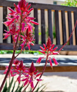 20+ RED YUCCA SEEDS (Hesperaloe parviflora) Hummingbird & Butterfly Flower Plant