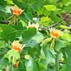 20 Tulip Poplar Seeds (Liriodendron tulipifera) TULIP TREE, BIG FLOWERS USA Sell