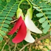 20 Vegetable Hummingbird Tree Seed Mix (Sesbania grandiflora) Agati Flower