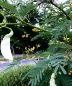 20 Vegetable Hummingbird Tree Seed Mix (Sesbania grandiflora) Agati Flower