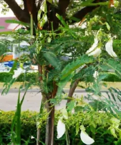 20 Vegetable Hummingbird Tree Seed Mix (Sesbania grandiflora) Agati Flower