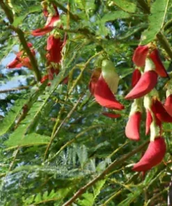 20 Vegetable Hummingbird Tree Seed Mix (Sesbania grandiflora) Agati Flower