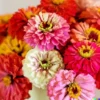 200+ Zinnia Pom Pom Flower Seeds - Pumila Pompon Mix (Cut and Come Again)