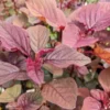 2500+ Red Garnet Amaranth Seeds - Organic Red Spinach for Gardening & Microgreens