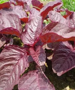 2500+ Red Garnet Amaranth Seeds - Organic Red Spinach for Gardening & Microgreens