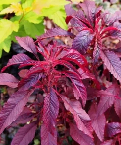 2500+ Red Garnet Amaranth Seeds - Organic Red Spinach for Gardening & Microgreens