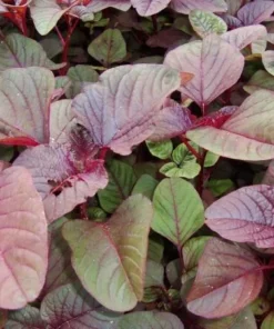 2500+ Red Garnet Amaranth Seeds - Organic Red Spinach for Gardening & Microgreens