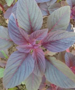 2500+ Red Garnet Amaranth Seeds - Organic Red Spinach for Gardening & Microgreens