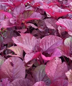 2500+ Red Garnet Amaranth Seeds - Organic Red Spinach for Gardening & Microgreens