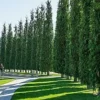 30+ GREEN GIANT THUJA SEEDS (Thuja plicata) Arborvitae Cedar Tree,