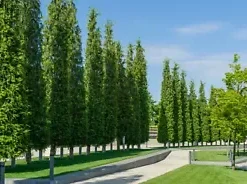 30+ GREEN GIANT THUJA SEEDS (Thuja plicata) Arborvitae Cedar Tree,