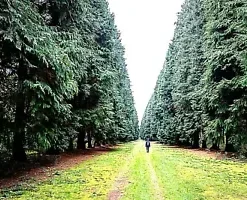 30+ GREEN GIANT THUJA SEEDS (Thuja plicata) Arborvitae Cedar Tree,