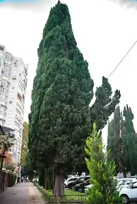 30+ GREEN GIANT THUJA SEEDS (Thuja plicata) Arborvitae Cedar Tree,