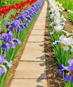30+ Iris Flower Seeds (Iris siberica) Colorful Mix: Purple, White, Red and Blue