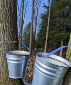 30+ Sugar Maple Tree Seeds (Acer saccarum) Fall Color, Edible Maple Syrup Source