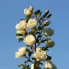 30+ White Rose Bush Seed (Rosa Rugosa alba) | Rosehip Flower Shrub