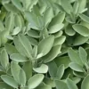 300+ Salvia Apiana Seeds - White Sage, Sacred Cali Burning Sage, USA