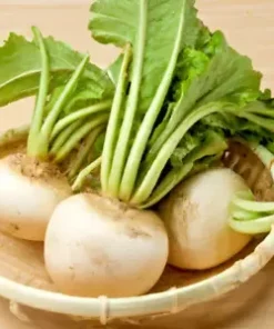 3,000 BULK SHOGOIN TURNIP SEED | Microgreen Vegetable Seed - Sprouting or Garden