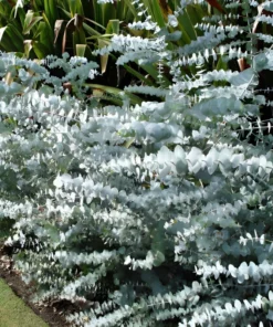 40+ Eucalyptus pulverulenta, Silver Dollar, Florist 'Baby Blue' | Bonsai Seeds