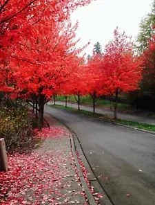 40+ FAST GROWING TREE SEEDS: Red Maple (Acer rubrum) |