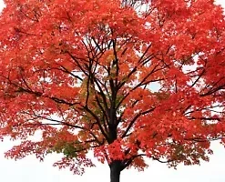 40+ FAST GROWING TREE SEEDS: Red Maple (Acer rubrum) |