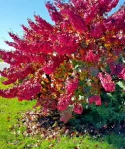 40 Giant Redbud Tree Seeds - Showy Flowering Shrub (Cercis gigantea),