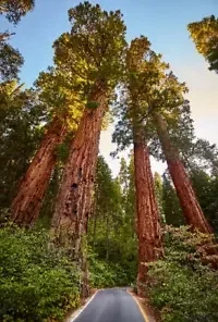 40 Giant Sequoia California Redwood (Sequoiadendron sempervirens) Tree Seeds