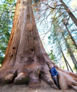 40 Giant Sequoia California Redwood (Sequoiadendron sempervirens) Tree Seeds