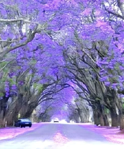40 Purple Jacaranda Mimosifolia Seeds: Fastest Growing Flowering Tree,