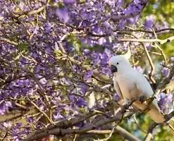 40 Purple Jacaranda Mimosifolia Seeds: Fastest Growing Flowering Tree,