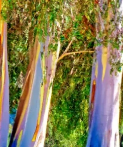 40 Rainbow Eucalyptus (E. deglupta) Gum Tree Seeds