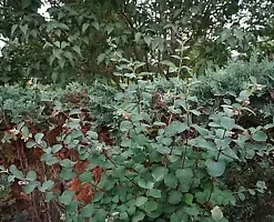 40 Snowberry Seeds (Symphoricarpos albus) HONEYSUCKLE Bush Shrub