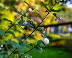 40 Snowberry Seeds (Symphoricarpos albus) HONEYSUCKLE Bush Shrub