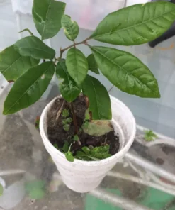 5”- 8” Longan Dimocarpus Fruit Tree Tropical Fruit Fruit Live Plant