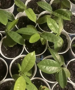 5”-9” Annona Muricata Graviola Soursop Guanabana Potted Starter PLANT Tropical