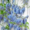 5 Blue Chinese Wisteria Seed Perennial Climbing Flower Vine Shrub